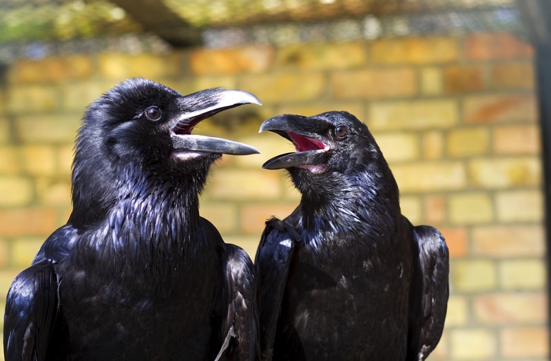 birds gossiping2